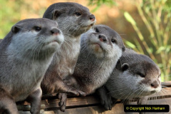 018.2023-June.-Otters.-18-