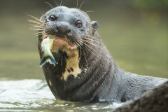 019.2023-June.-Otters.-19-