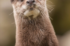021.2023-June.-Otters.-21-