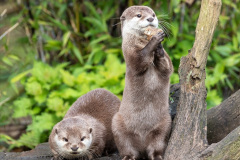 Two attentive Oriental small-clawed otters, Aonyx cinereus, one crouched and the other is upright on his hind legs. The upright otter is juggling with a stone. Over green bamboo and foliage background