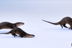 023.2023-June.-Otters.-23-