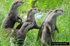 025.2023-June.-Otters.-25-