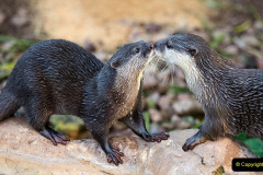 026.2023-June.-Otters.-26-