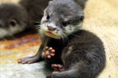 029.2023-June.-Otters.-29-