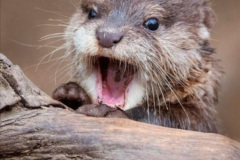 030.2023-June.-Otters.-30-