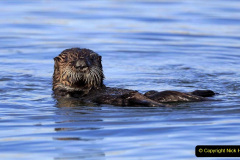 033.2023-June.-Otters.-33-