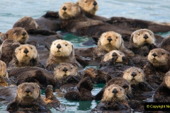 Sea Otters