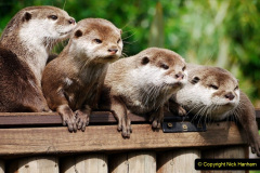 036.2023-June.-Otters.-36-