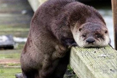 037.2023-June.-Otters.-37-