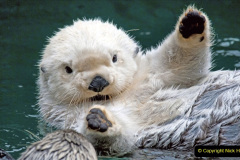 038.2023-June.-Otters.-38-