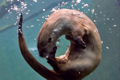 039.2023-June.-Otters.-39-
