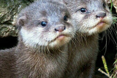 041.2023-June.-Otters.-41-