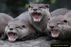 042.2023-June.-Otters.-42-