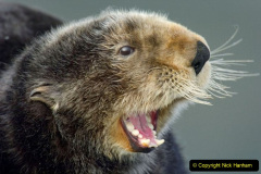 043.2023-June.-Otters.-43-