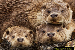 044.2023-June.-Otters.-44-