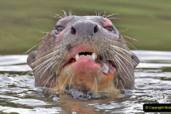 045.2023-June.-Otters.-45-