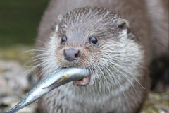 046.2023-June.-Otters.-46-