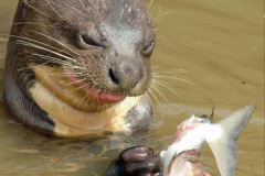 047.2023-June.-Otters.-47-