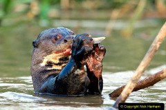 048.2023-June.-Otters.-48-