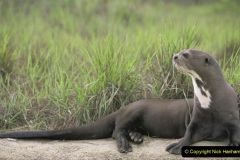 Giant otter {Pteronura brasiliensis} resting on river bank, Karanambu-Rupununi, Guyana