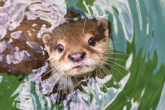 050.2023-June.-Otters.-50-