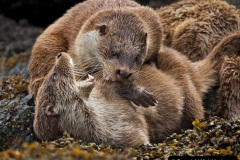 051.2023-June.-Otters.-51-
