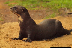 052.2023-June.-Otters.-52-