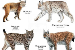 2023 June 13 LYNX