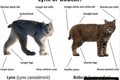 001.2023-06-13-LYNX.-1-