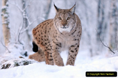 002.2023-06-13-LYNX.-2-
