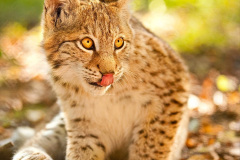 004.2023-06-13-LYNX.-4-