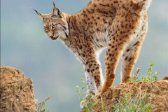 005.2023-06-13-LYNX.-5-