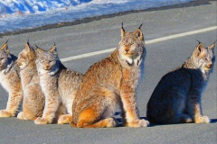 006.2023-06-13-LYNX.-6-