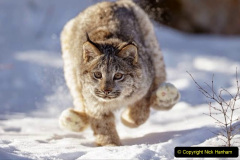 007.2023-06-13-LYNX.-7-