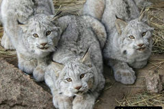 008.2023-06-13-LYNX.-8-
