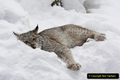 009.2023-06-13-LYNX.-9-