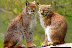 010.2023-06-13-LYNX.-10-