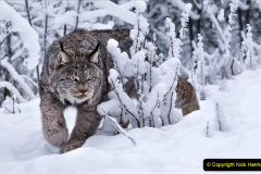 011.2023-06-13-LYNX.-11-