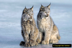 012.2023-06-13-LYNX.-12-