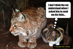 013.2023-06-13-LYNX.-13-