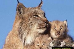 014.2023-06-13-LYNX.-14-