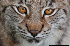 015.2023-06-13-LYNX.-15-