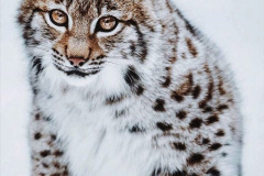 016.2023-06-13-LYNX.-16-