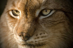017.2023-06-13-LYNX.-17-