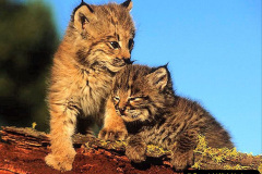 018.2023-06-13-LYNX.-18-