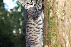 019.2023-06-13-LYNX.-19-