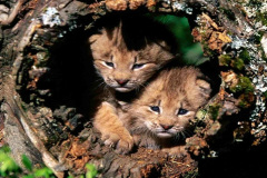 020.2023-06-13-LYNX.-20-