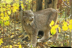 022.2023-06-13-LYNX.-22-