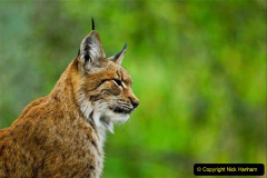 023.2023-06-13-LYNX.-23-