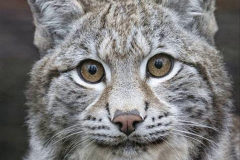 025.2023-06-13-LYNX.-25-